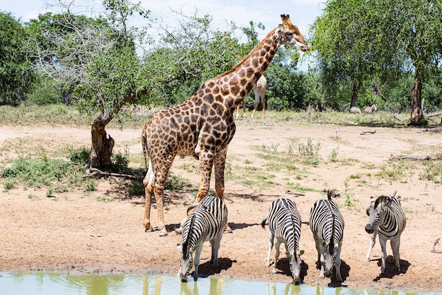 Watering Hole
