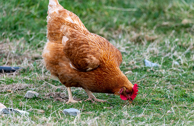 Best of Breed: Hühnchen pickt am Boden auf der Suche nach den besten Körnern. Bild: Pexels/@ravish-maqsood-2650835