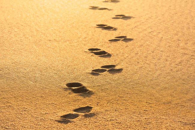 Der digitale Nachlass: Fußabdrücke im Sand. Bild: stock.adobe.com/Vastram (https://stock.adobe.com/de/images/footprints-on-the-sand/479352462) 